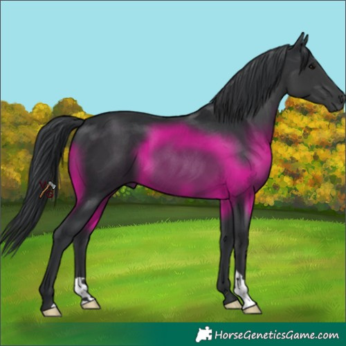 Horse Color:Black 