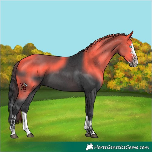 Horse Color:Black Sabino Splash 