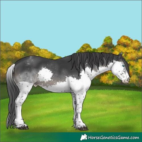 Horse Color:White Spotted Black Splash Rabicano
