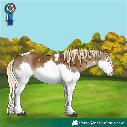 Horse Color:White Spotted Chocolate Palomino Splash Tobiano 