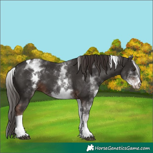 Horse Color:White Spotted Liver Chestnut Tobiano
