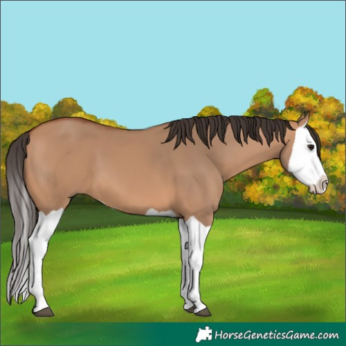 Horse Color:Bay Dun Splash 