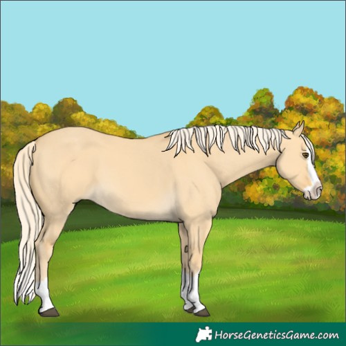 Horse Color:Palomino Dun Splash