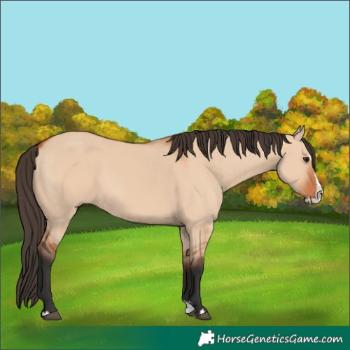 Horse Color:Bay Dun Splash