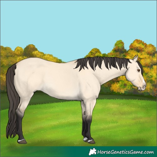 Horse Color:Buckskin Dun Splash