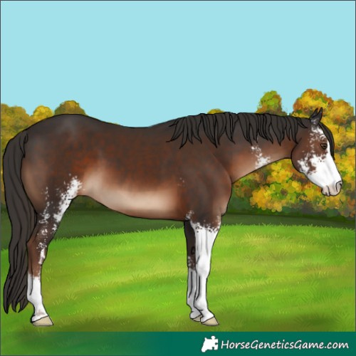 Horse Color:Liver Chestnut Sabino 