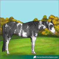 Horse Color:Black Sabino Rabicano