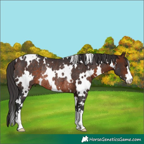 Horse Color:White Spotted Brown Rabicano