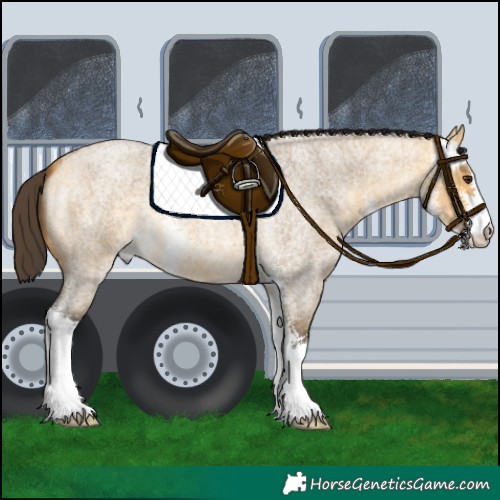 Horse Color:Buckskin Roan Dun Sabino 