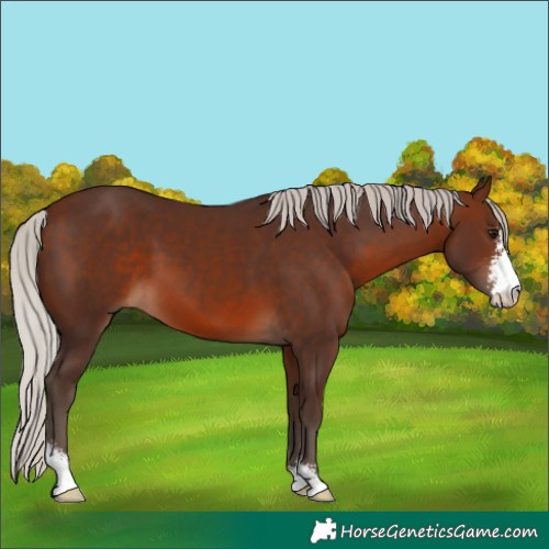 Horse Color:Silver Brown Sabino