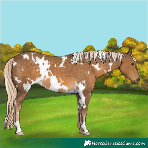 Horse Color:White Spotted Chocolate Palomino