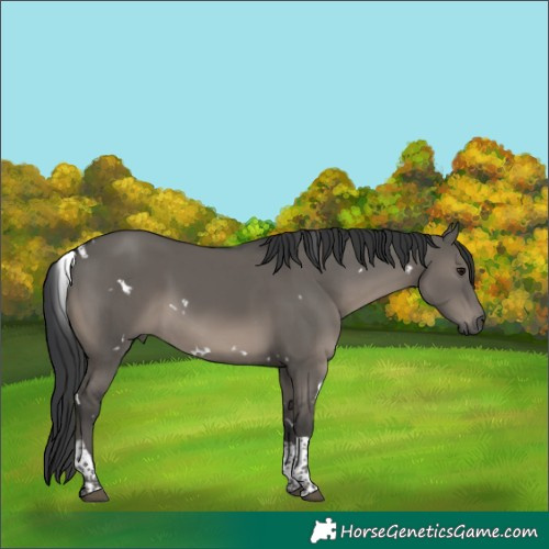 Horse Color:White Spotted Grullo Tobiano Rabicano 