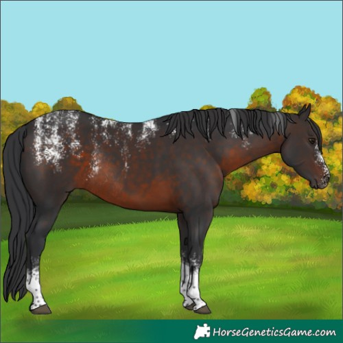 Horse Color:Powder White Brown Tobiano Rabicano
