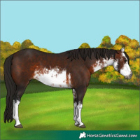 Horse Color:Gray White Spotted Bay