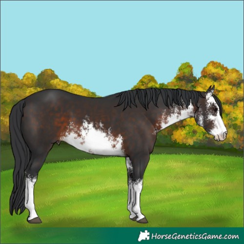 Horse Color:White Spotted Brown