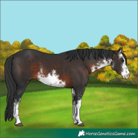Horse Color:White Spotted Brown