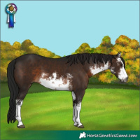 Horse Color:Gray White Spotted Brown 