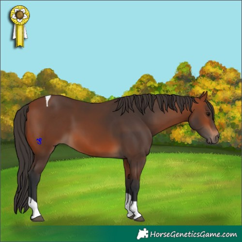 Horse Color:Bay Tobiano
