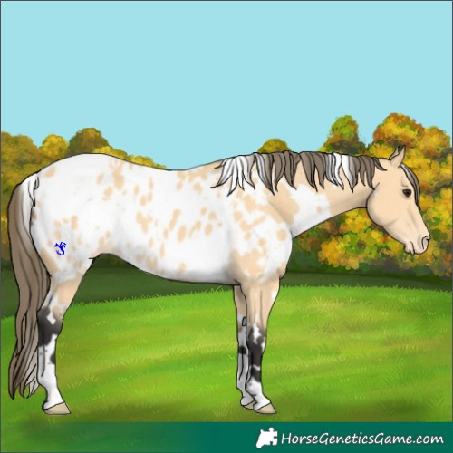 Horse Color:White Spotted Buckskin Appaloosa