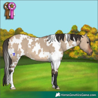 Horse Color:White Spotted Bay Dun 