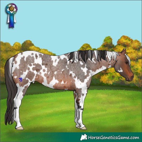 Horse Color:White Spotted Bay Roan