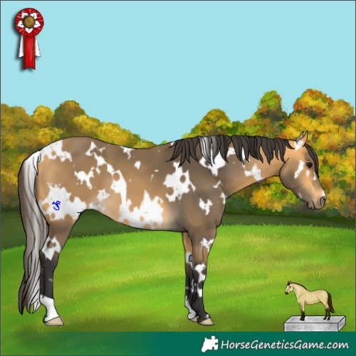 Horse Color:White Spotted Buckskin 