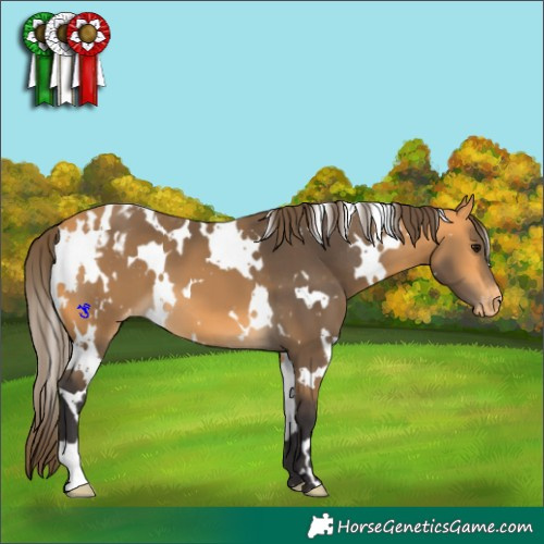Horse Color:White Spotted Buckskin Appaloosa 