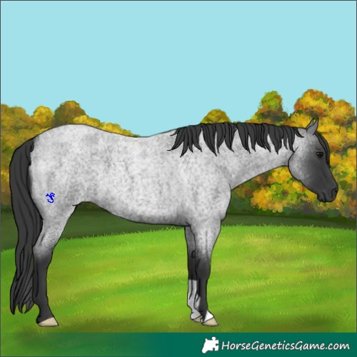 Horse Color:Blue Roan