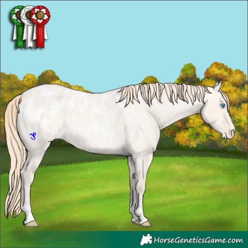 Horse Color:Perlino Roan Dun Appaloosa 