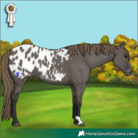 Horse Color:Smoky Grullo Blanket 