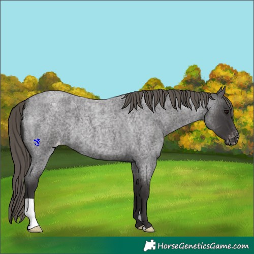 Horse Color:Smoky Blue Roan Appaloosa