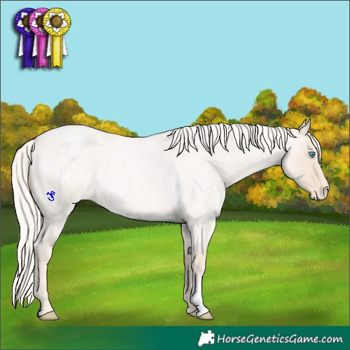 Horse Color:Cremello Roan Appaloosa