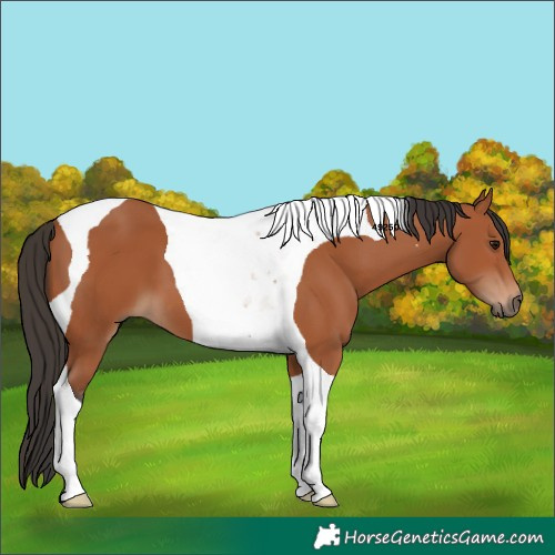 Horse Color:Bay Tobiano 