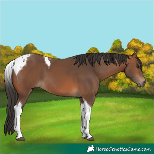 Horse Color:Bay Tobiano 