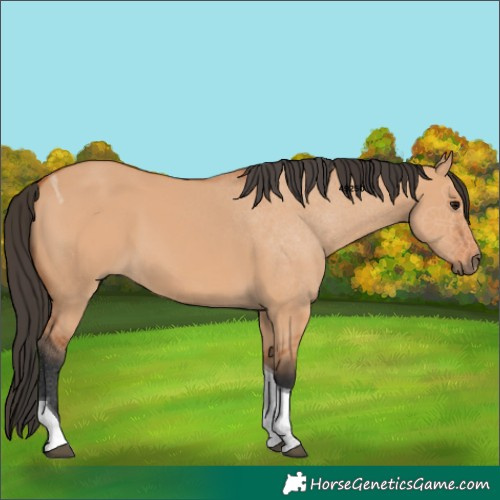 Horse Color:Bay Dun Tobiano