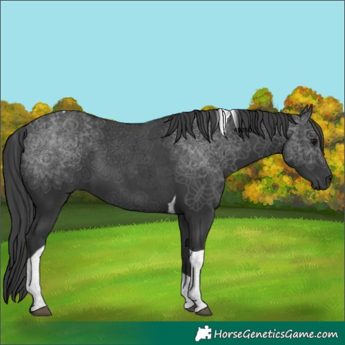 Horse Color:Black Tobiano