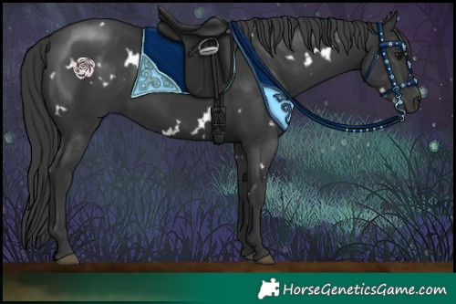 Horse Color:White Spotted Black Rabicano 