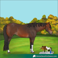 Horse Color:Bay Tobiano