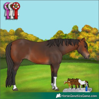 Horse Color:Bay Tobiano 