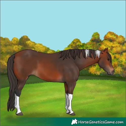 Horse Color:Bay Tobiano