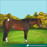 Horse Color:Bay Tobiano 