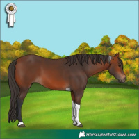 Horse Color:Bay Tobiano