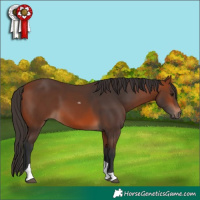 Horse Color:Bay Tobiano