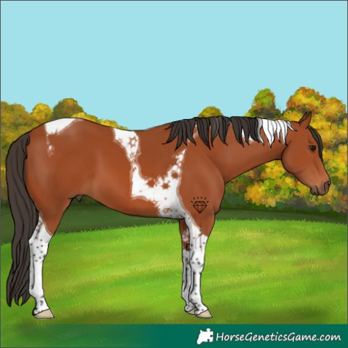 Horse Color:Bay Tobiano