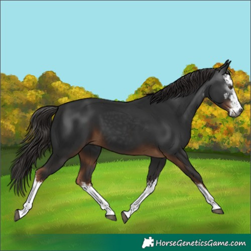 Horse Color:Unknown 