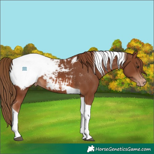 Horse Color:Chestnut Tobiano Appaloosa 