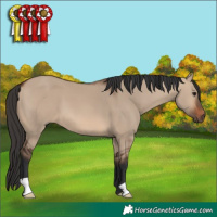 Horse Color:Brown Dun 