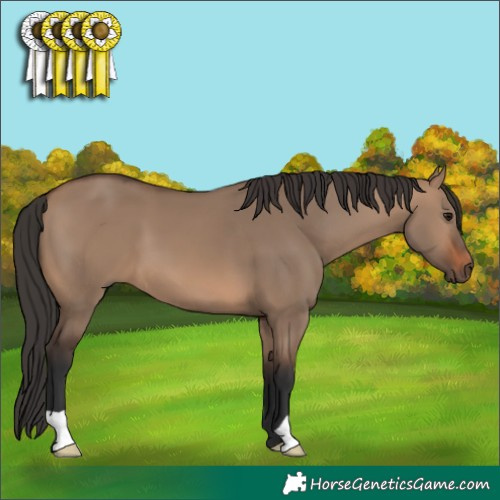 Horse Color:Brown Dun 