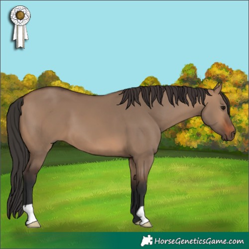 Horse Color:Brown Dun 