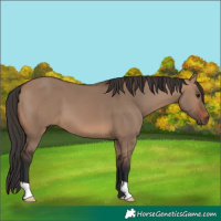 Horse Color:Brown Dun